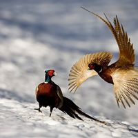 Pheasants